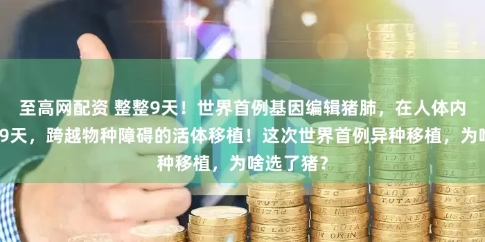 至高网配资 整整9天!世界首例基因编辑猪肺,在人体内正常呼吸9天,跨越物种障碍的活体移植!这次世界首例异种移植,为啥选了猪?